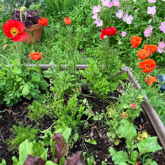 Meet your Posher, Pipi - Picture 1 of 1